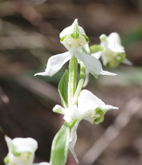 Disperis wealei