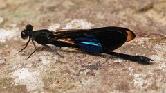 Euphaea subcostalis