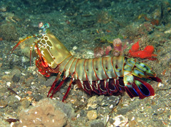 Odontodactylus scyllarus