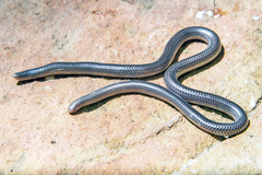 Leptotyphlopidae