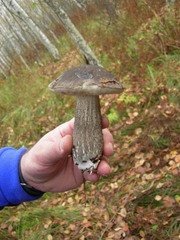 Leccinum variicolor