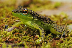 Staurois guttatus