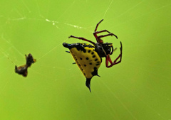 Actinacantha globulata