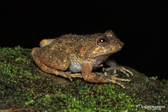 Cycloramphus lutzorum