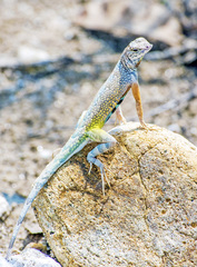 Callisaurus draconoides rhodostictus