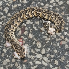 Bitis arietans arietans