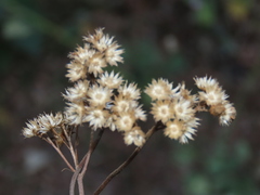 Ageratum conyzoides