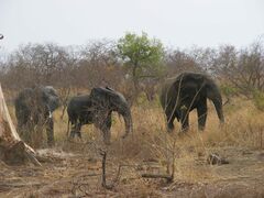 Loxodonta