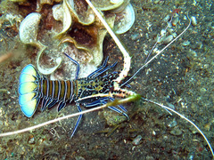 Panulirus versicolor