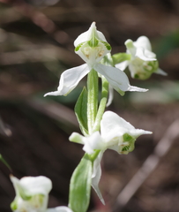 Disperis wealei