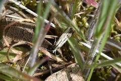 Plutella porrectella