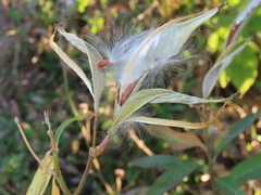 Asclepias curassavica