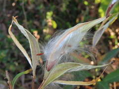 Asclepias curassavica