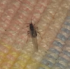 Aphididae