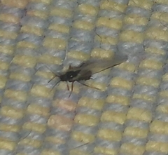 Aphididae