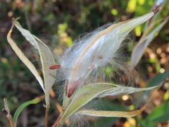 Asclepias curassavica