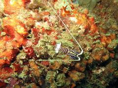 Panulirus versicolor