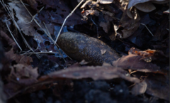 Limacus