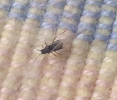 Aphididae