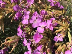 Dianthus rupicola