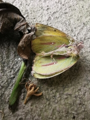 Colias dimera