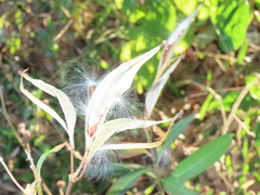 Asclepias curassavica