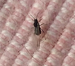 Aphididae