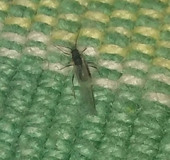 Aphididae