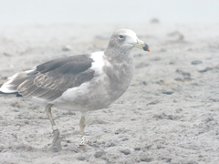 Larus atlanticus