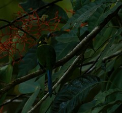 Psarisomus dalhousiae