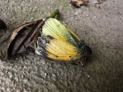 Colias dimera