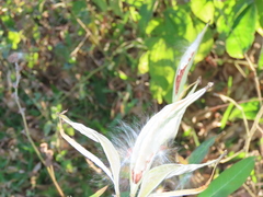 Asclepias curassavica
