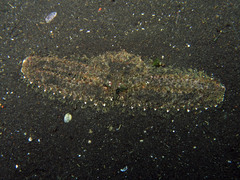 Parthenope longimanus