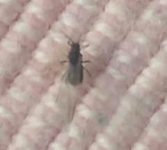 Aphididae