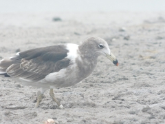 Larus atlanticus