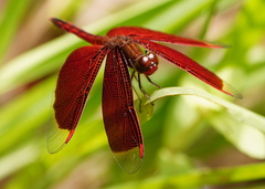 Neurothemis ramburii