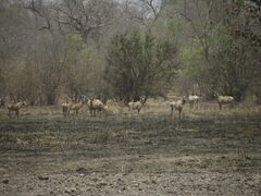 Hippotragus equinus koba