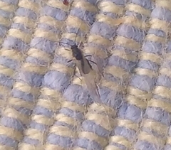 Aphididae