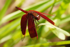 Neurothemis ramburii