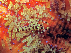 Periclimenes colemani