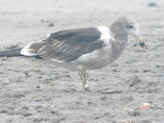 Larus atlanticus