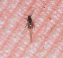 Aphididae