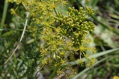 Notobubon laevigatum