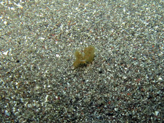 Phycocaris simulans