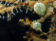 Phycocaris simulans