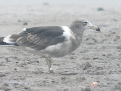 Larus atlanticus