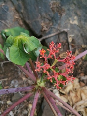 Jatropha podagrica