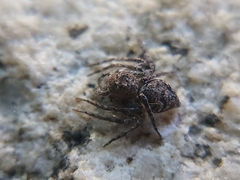 Hamataliwa grisea