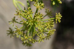 Notobubon laevigatum