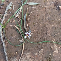 Romulea columnae